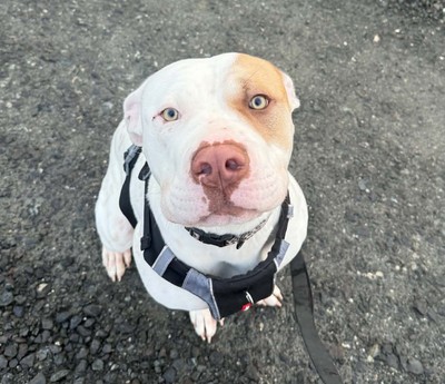 Chai - American Bulldog