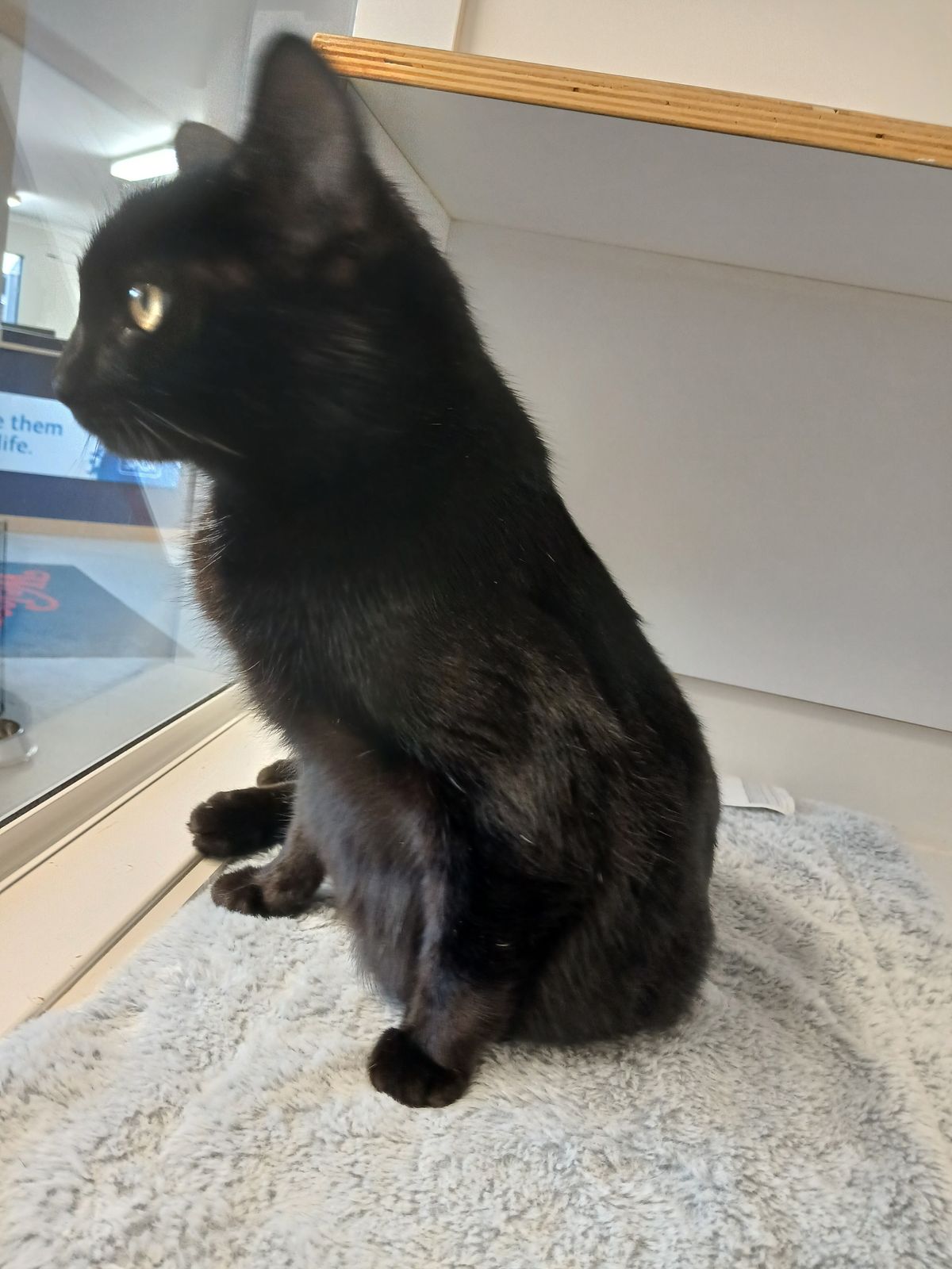Gallery image: Sooty