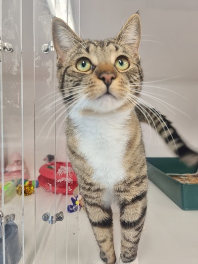 Moxie - Domestic Short Hair