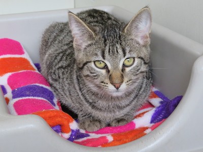 Pickle - Domestic Short Hair