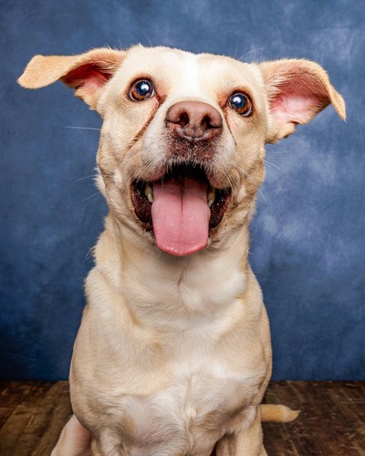 Cove - Small Crossbreed