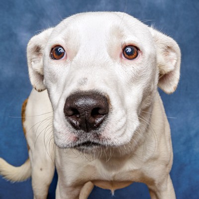 Sprinkle - Medium Cross Breed
