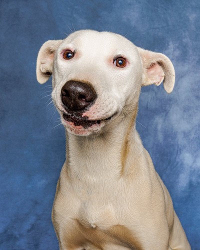 Tofu - Medium Cross Breed