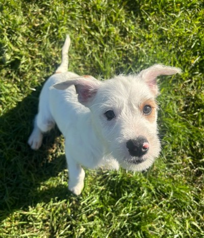 Orzo - Medium Cross Breed