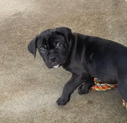 Gallery image: Tater Tot