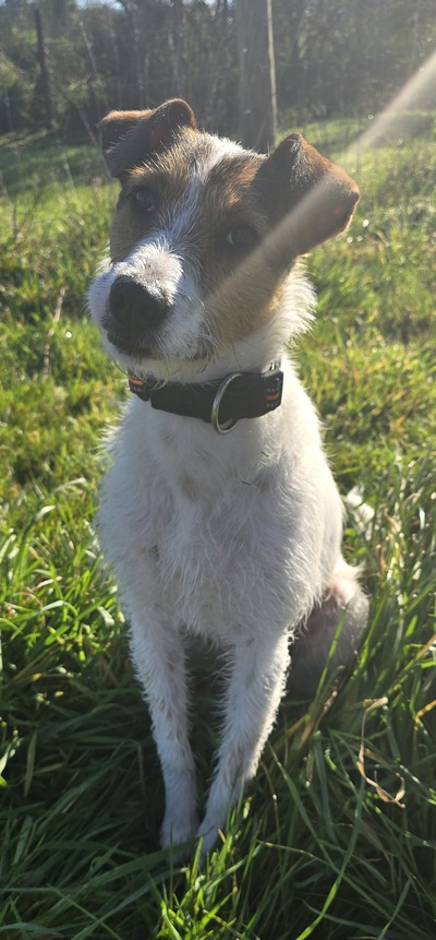 Scruffy - Fox Terrier