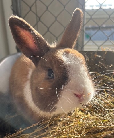 Frankie - Californian Dwarf