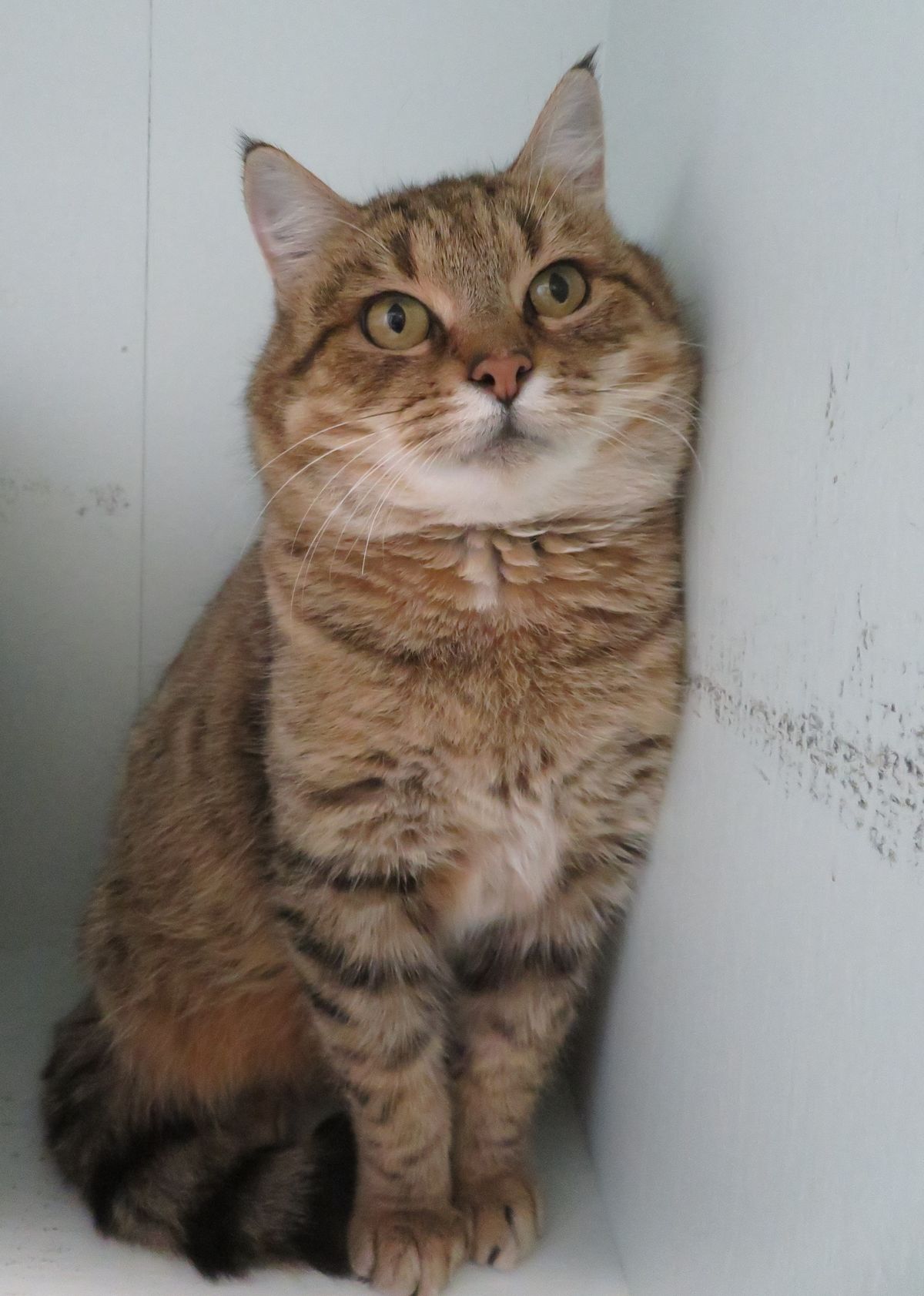 Gallery image: Honey