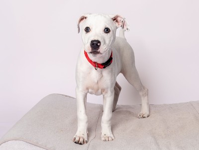 Edie - American Bulldog