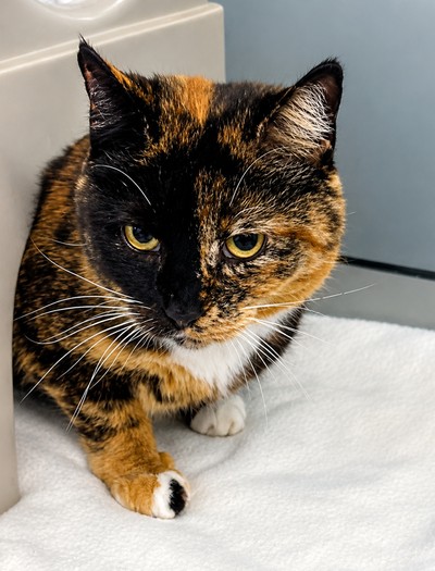 Ani - Domestic Short Hair