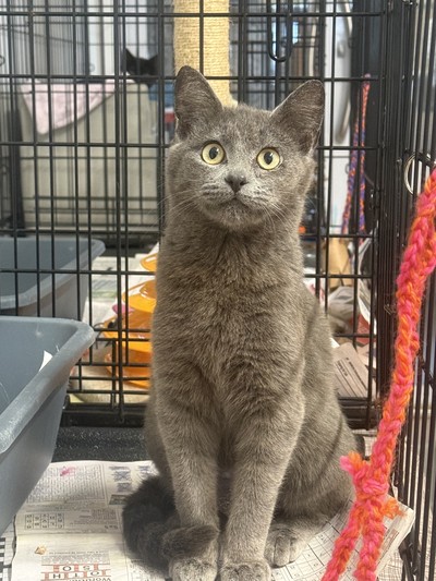 Steve - Domestic Short Hair
