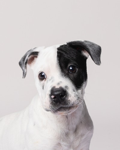 Faye - American Bulldog