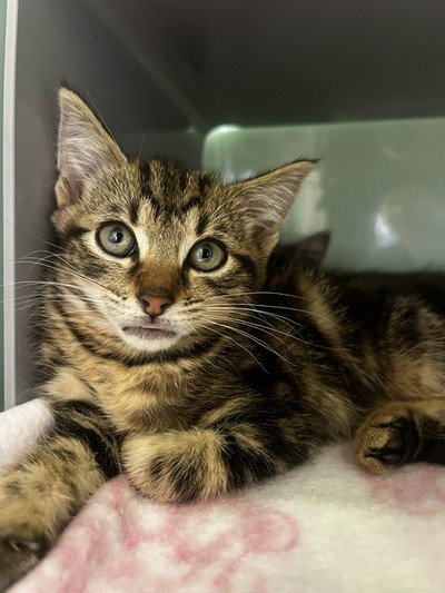 Cole - Domestic Short Hair