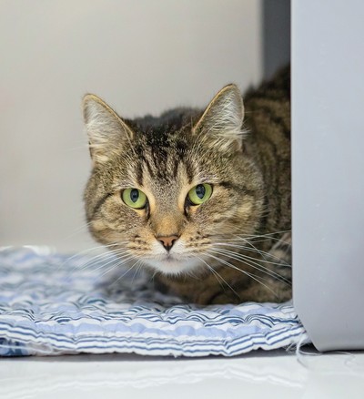 Tiggy - Domestic Short Hair