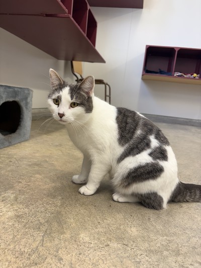 Ryah - Domestic Short Hair
