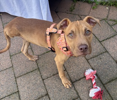 Ziggy Stardust - Staffy