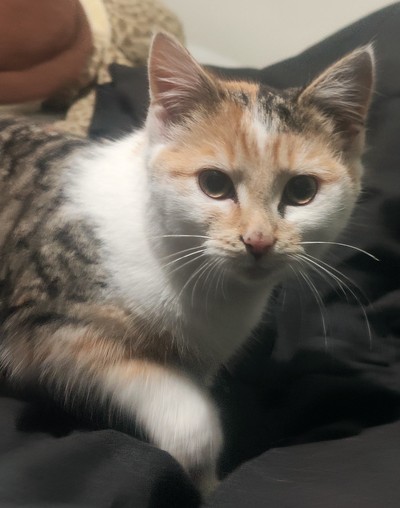 Torbi - Domestic Short Hair