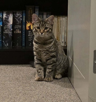 Pippi - Domestic Short Hair