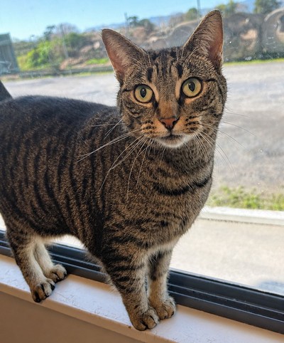 Meeka - Domestic Short Hair