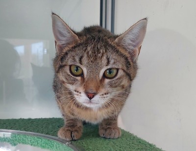 Vee - Domestic Short Hair