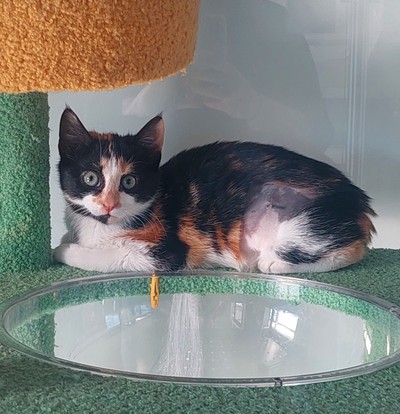 Star - Domestic Short Hair