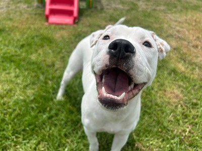 Nala - Staffy