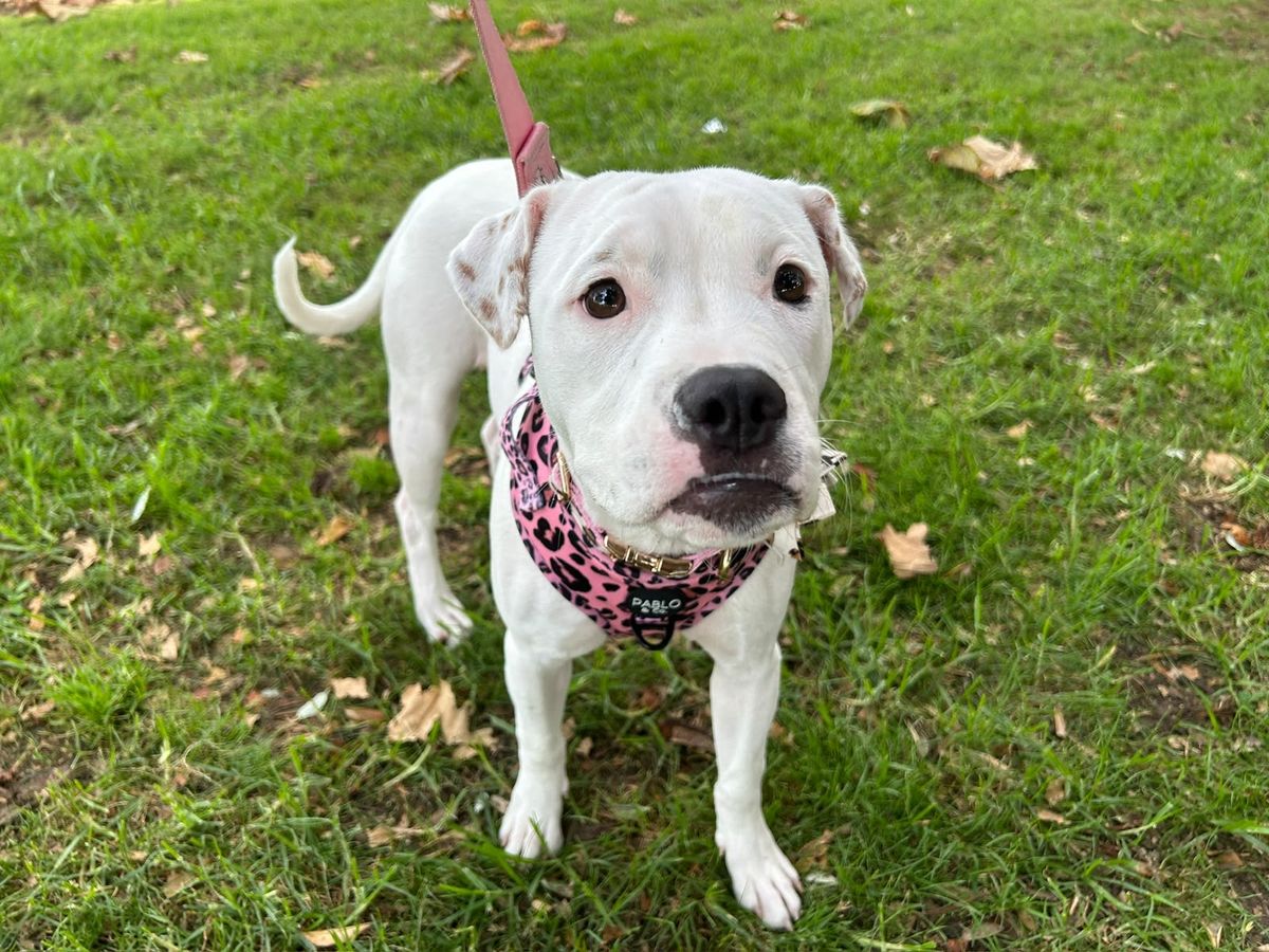 Gallery image: Nala