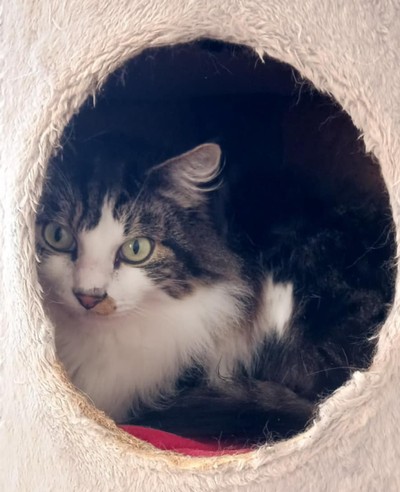 Mr T - Domestic Medium Hair