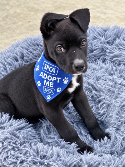 Charlie - Large Cross Breed
