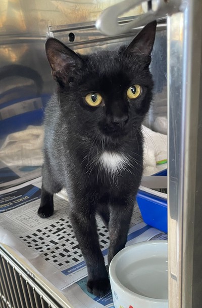 Rex - Domestic Short Hair