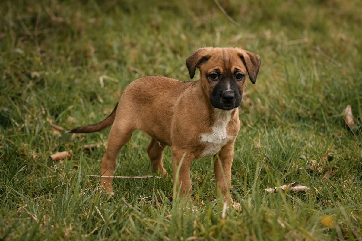 Gallery image: Jango