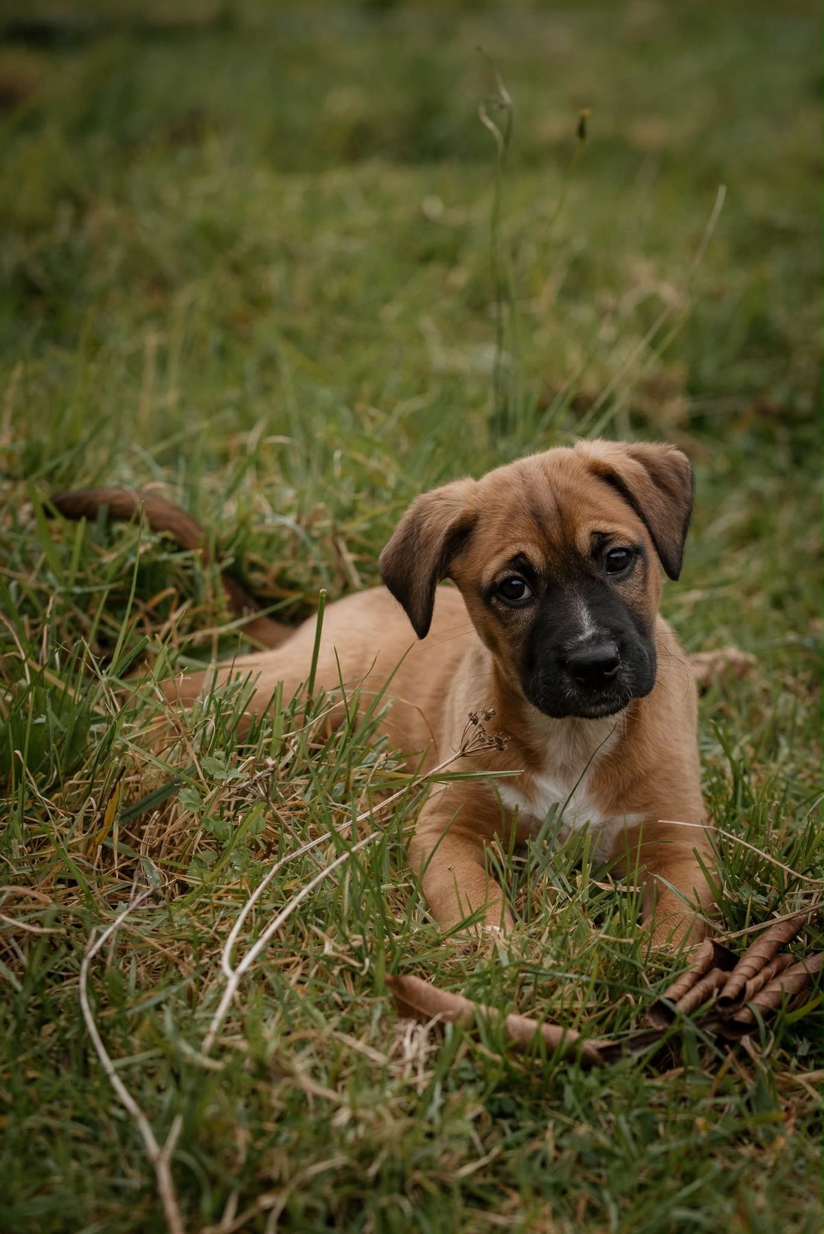 Gallery image: Jango
