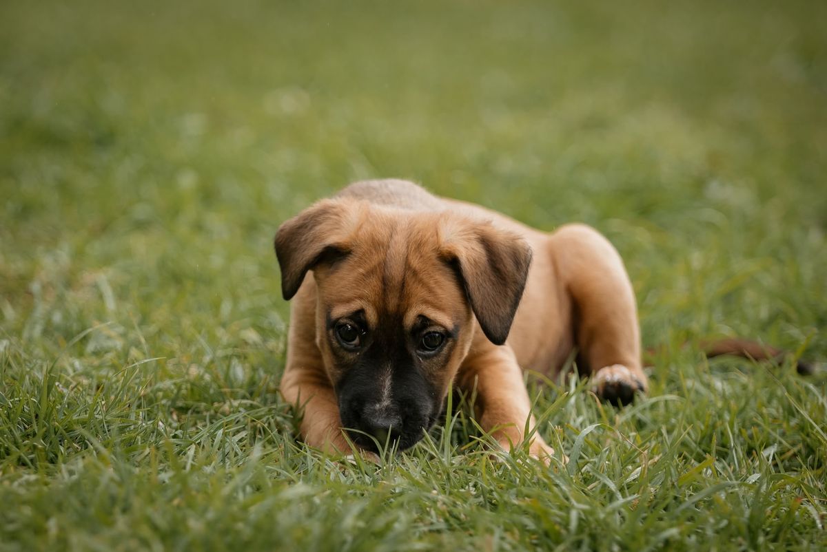Gallery image: Jango