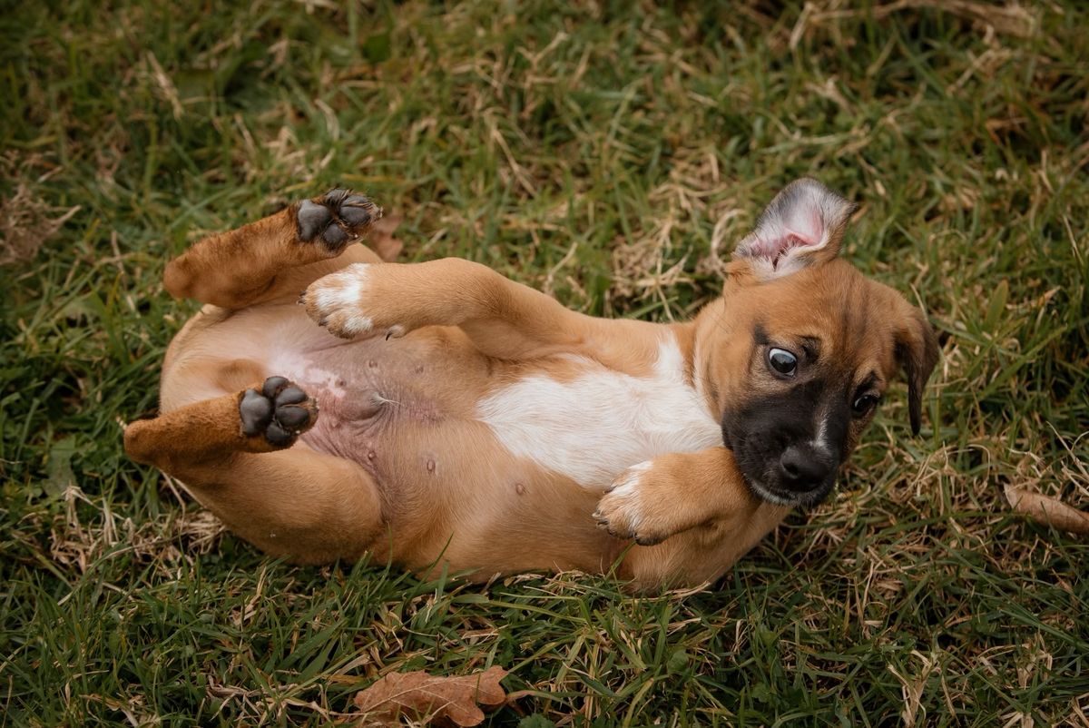Gallery image: Jango