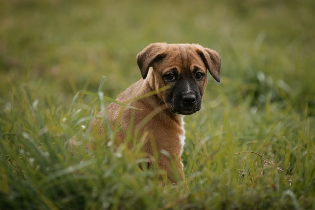 Gallery image: Jango