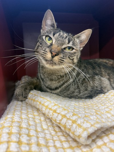 Kelsey - Domestic Short Hair