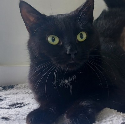 Sacha - Domestic Short Hair