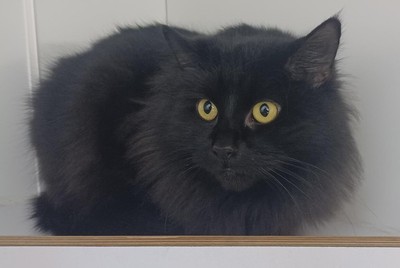 Tigga - Domestic Medium Hair