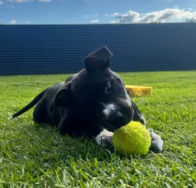 Pipi - Mastiff