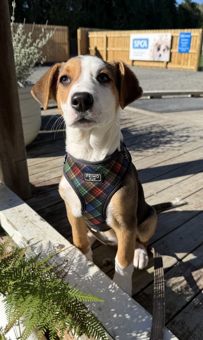 Disco - Medium Cross Breed