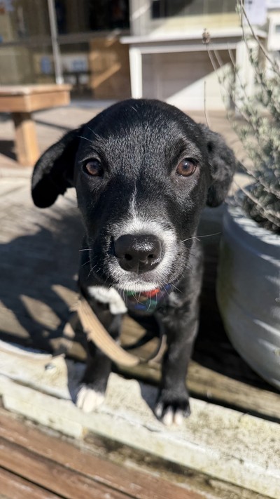 Dave - Medium Cross Breed