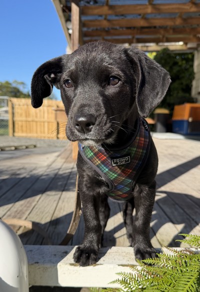 Darcy - Medium Cross Breed
