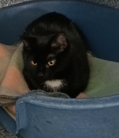 Elizabeth - Domestic Short Hair