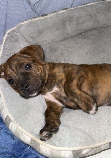Gallery image: Mowgli