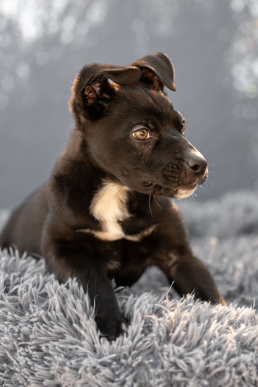 Gallery image: Charlie