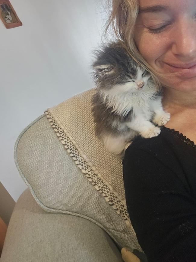 Kitten sitting on foster parent's shoulder