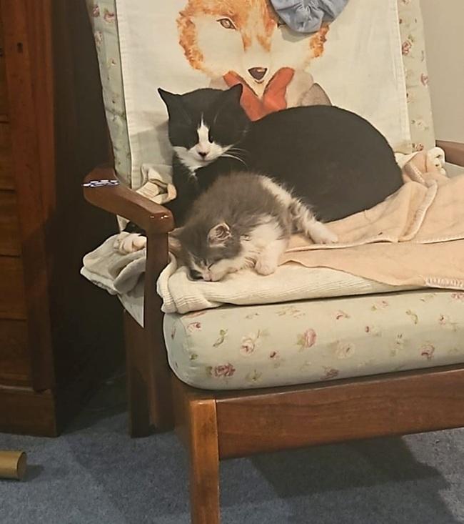 Kitten asleep on a chair next to an older cat