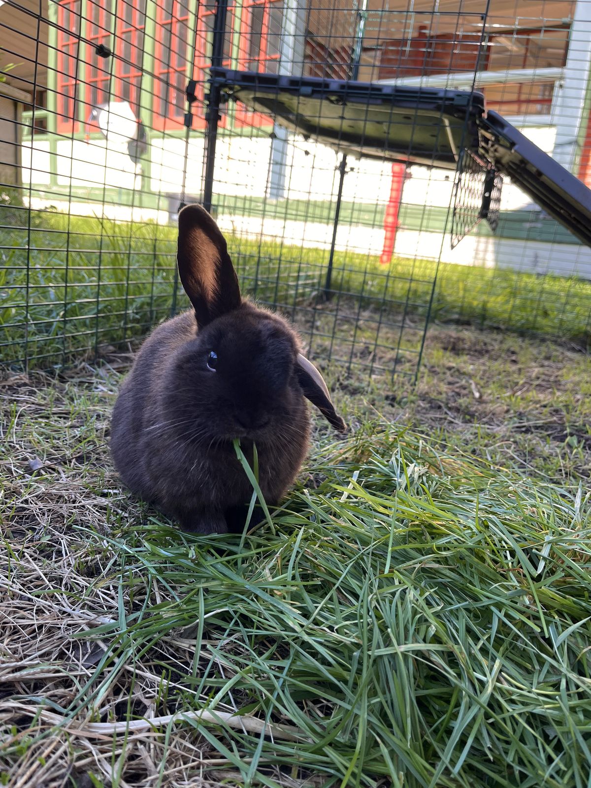 Gallery image: Sergeant Haggis Buns