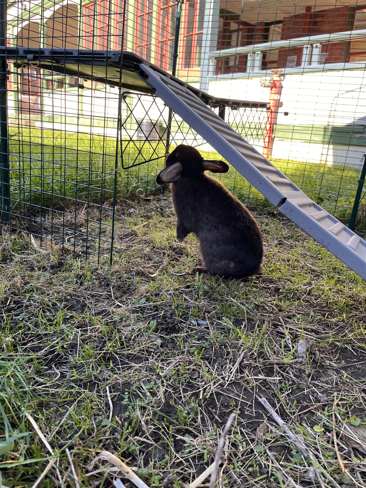 Gallery image: Sergeant Haggis Buns