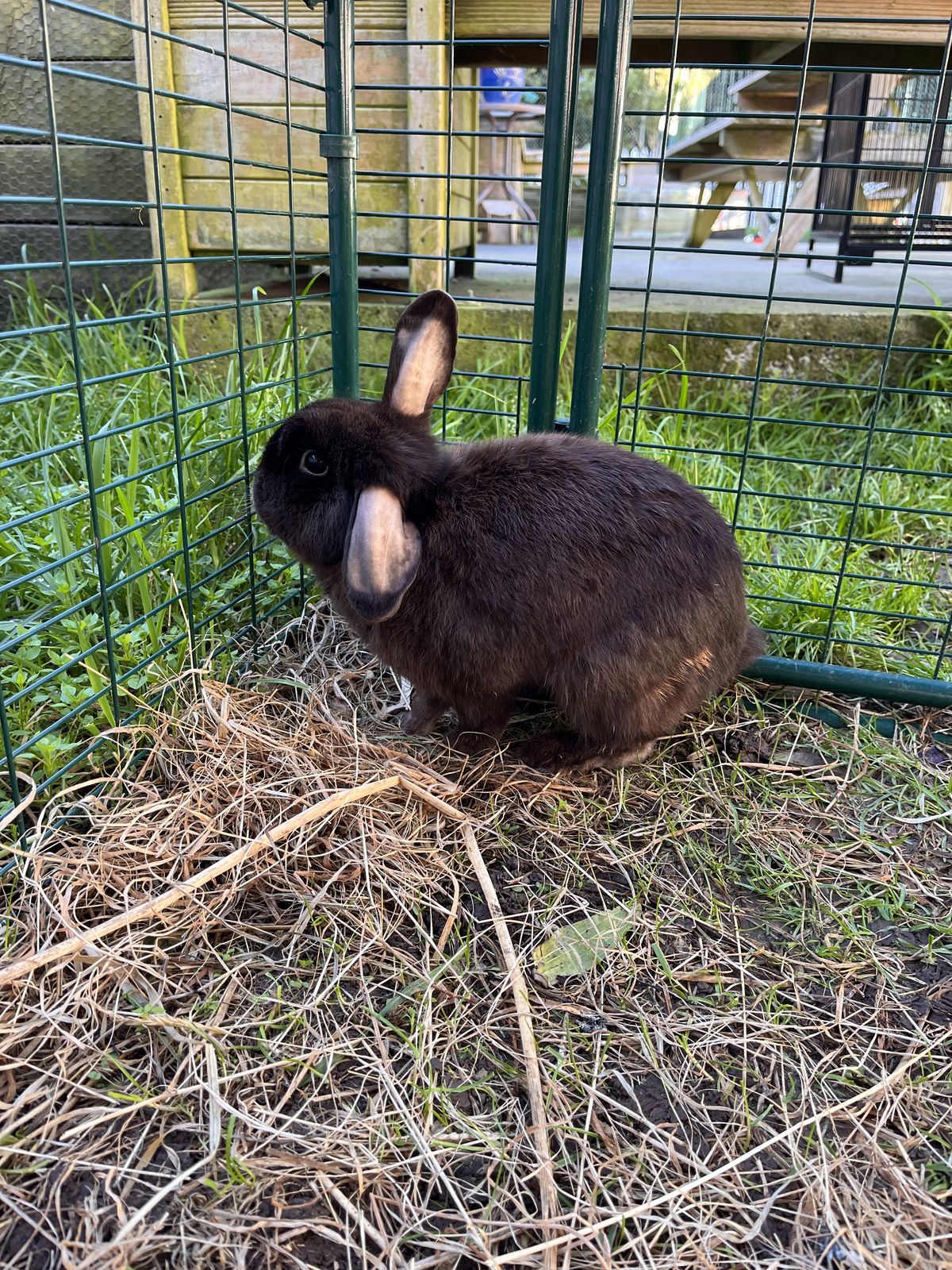 Gallery image: Sergeant Haggis Buns